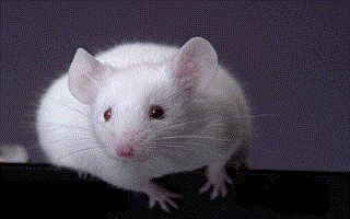 [really cute white mouse]