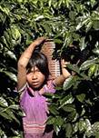 An indigenous Panamain Guaymi, 8-year-
old Maritza Gomez, carries a basket of 
freshly harvested coffee at a plantation 
in Cirri de Naranjo, 40 miles the north 
of San Jose, January 27, 2004. Costa 
Rica will pick approximately 250, 000 
bags of coffee less than in the previous 
crop this year. The drop is a result of 
very wet weather and growers finding 
problems hiring foreign workers as 
pickers according to the director of the 
Costa Rican coffee insitute. REUTERS/
Juan Carlos 
Ulate