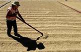 A worker casts a shadow as he dries 
coffee at a processing plant in Cirri de 
Naranjo, 40 milles the north of San Jose,
 January 27, 2004. Costa Rica will pick 
up this year approximately 250,000 bags 
of coffee less than in the previous crop.
 The drop is consequence of the delay 
this year the entrance of the summer 
time, the early maturation of the fruit 
in the undergrowths and problems to hire 
foreign workers, said Juan Bautistat 
Moya, director of the Costa Rican 
Institute of Coffee.   REUTERS/Juan 
Carlos 
Ulate