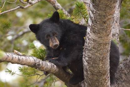 picture of Black Bear Cub Safety Yellowstone National Park Image