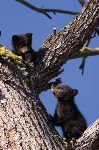 photo of Black Bear Cubs Tree Climbing Yellowstone National Park