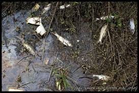 dead fish.jpg