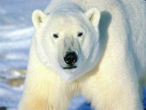 http://3.bp.blogspot.com/-EkALfelbBVs/T9AnzYO8NDI/AAAAAAAI8Qk/7Ibi8CrWAPY/s1600/endangered+species+of+animals+%2815%29.jpg