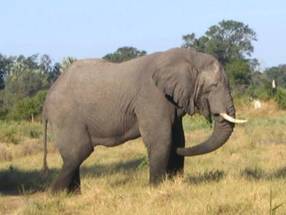http://g2project.wikispaces.com/file/view/Elephant_in_Botswana.JPG/392761600/374x281/Elephant_in_Botswana.JPG