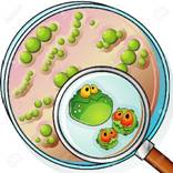 http://previews.123rf.com/images/mjak/mjak1202/mjak120200053/12492820-Petri-plate-with-agar-and-germs-across-magnifier-Stock-Vector-petri-dish.jpg