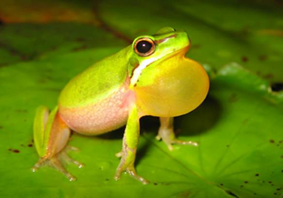 Litoria fallax - Eastern Sedge Frog
