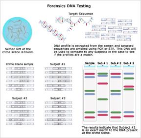 http://www.familyhelix.com/images/img-forensics-dna-testing.jpg