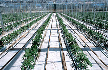 Hydroponics tomato