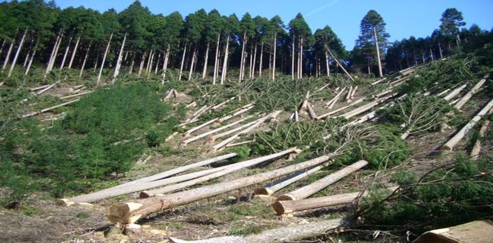 http://earthscaretakers.com/wp-content/uploads/2010/06/deforestation1.jpg
