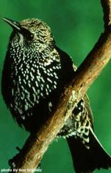 European Starling